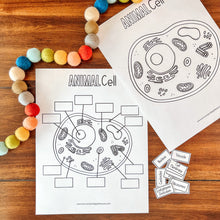 Load image into Gallery viewer, Animal Cell Printable Activity Set