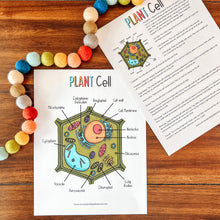 Load image into Gallery viewer, Cell Anatomy Printable Activity Set