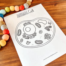 Load image into Gallery viewer, Animal Cell Printable Activity Set