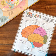 Load image into Gallery viewer, Human Brain Anatomy Printable Puzzle