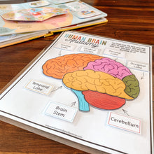 Load image into Gallery viewer, Human Brain Anatomy Printable Puzzle