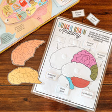 Load image into Gallery viewer, Human Brain Anatomy Printable Puzzle
