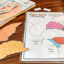 Load image into Gallery viewer, Human Brain Anatomy Printable Puzzle