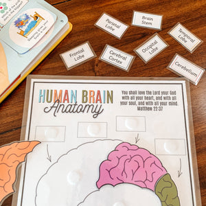 Human Brain Anatomy Printable Puzzle