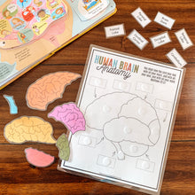 Load image into Gallery viewer, Human Brain Anatomy Printable Puzzle