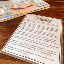 Load image into Gallery viewer, Human Brain Anatomy Printable Puzzle