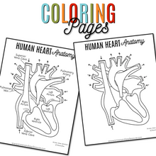 Load image into Gallery viewer, Human Heart Anatomy Printable Activities