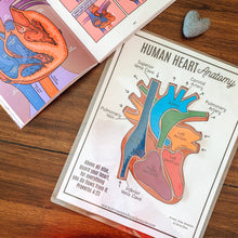 Load image into Gallery viewer, Human Heart Anatomy Printable Activity &amp; Vocabulary - Arrows And Applesauce
