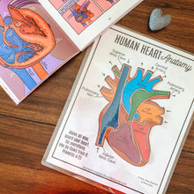 Load image into Gallery viewer, Human Heart Anatomy Printable Activity & Vocabulary - Arrows And Applesauce
