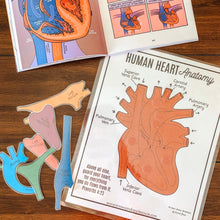 Load image into Gallery viewer, Human Heart Anatomy Printable Activity & Vocabulary - Arrows And Applesauce