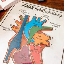 Load image into Gallery viewer, Human Heart Anatomy Printable Activity & Vocabulary - Arrows And Applesauce