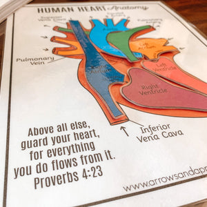 Human Heart Anatomy Printable Activity & Vocabulary - Arrows And Applesauce