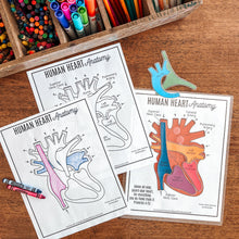 Load image into Gallery viewer, Human Heart Anatomy Activities and coloring pages
