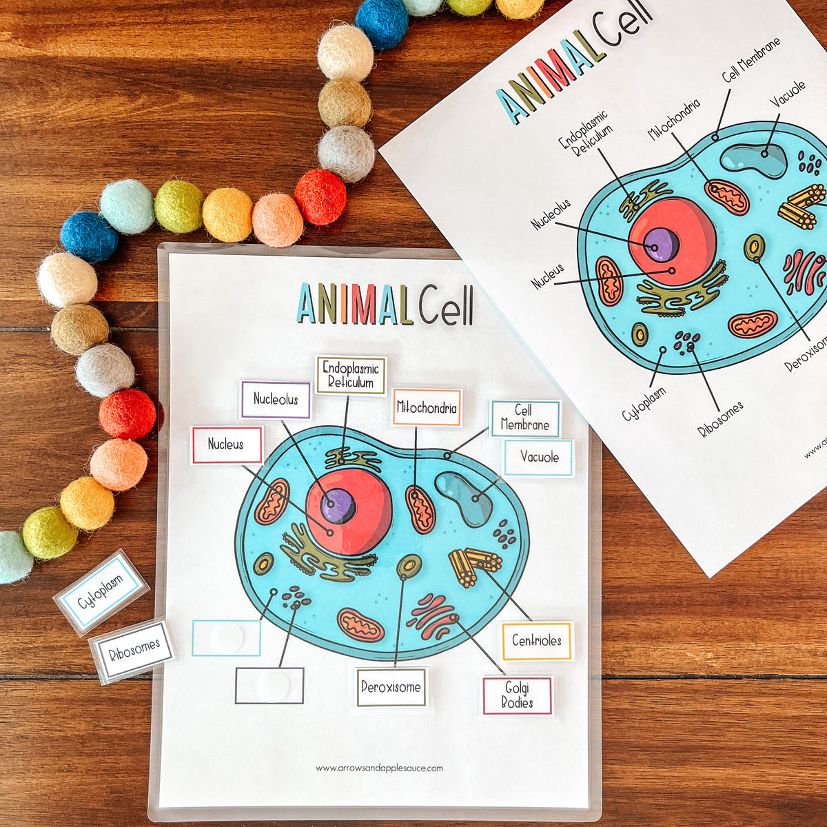 Animal Cell Printable Activity Set – Arrows And Applesauce