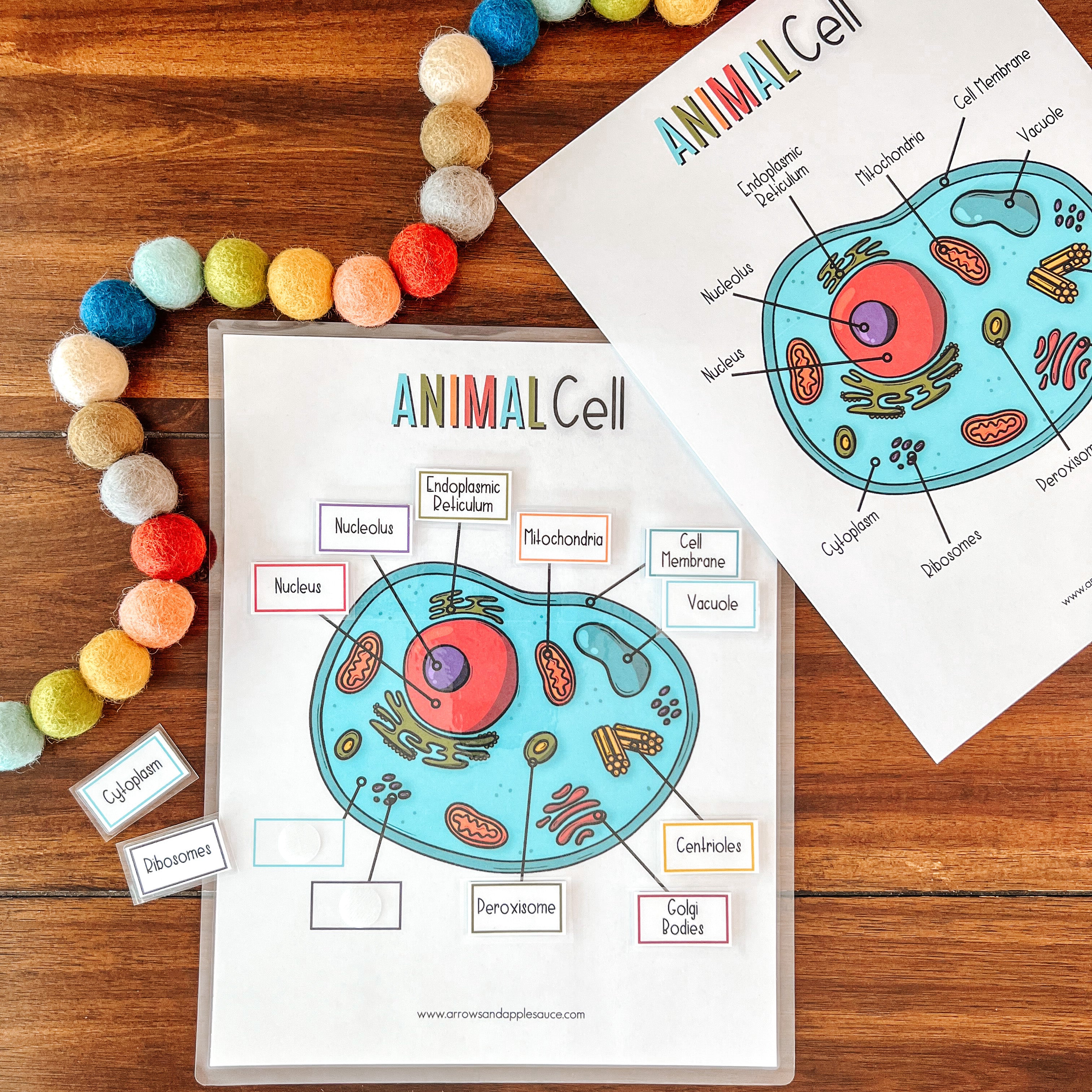Cell Fact File Project Animal Cell For Kids Project
