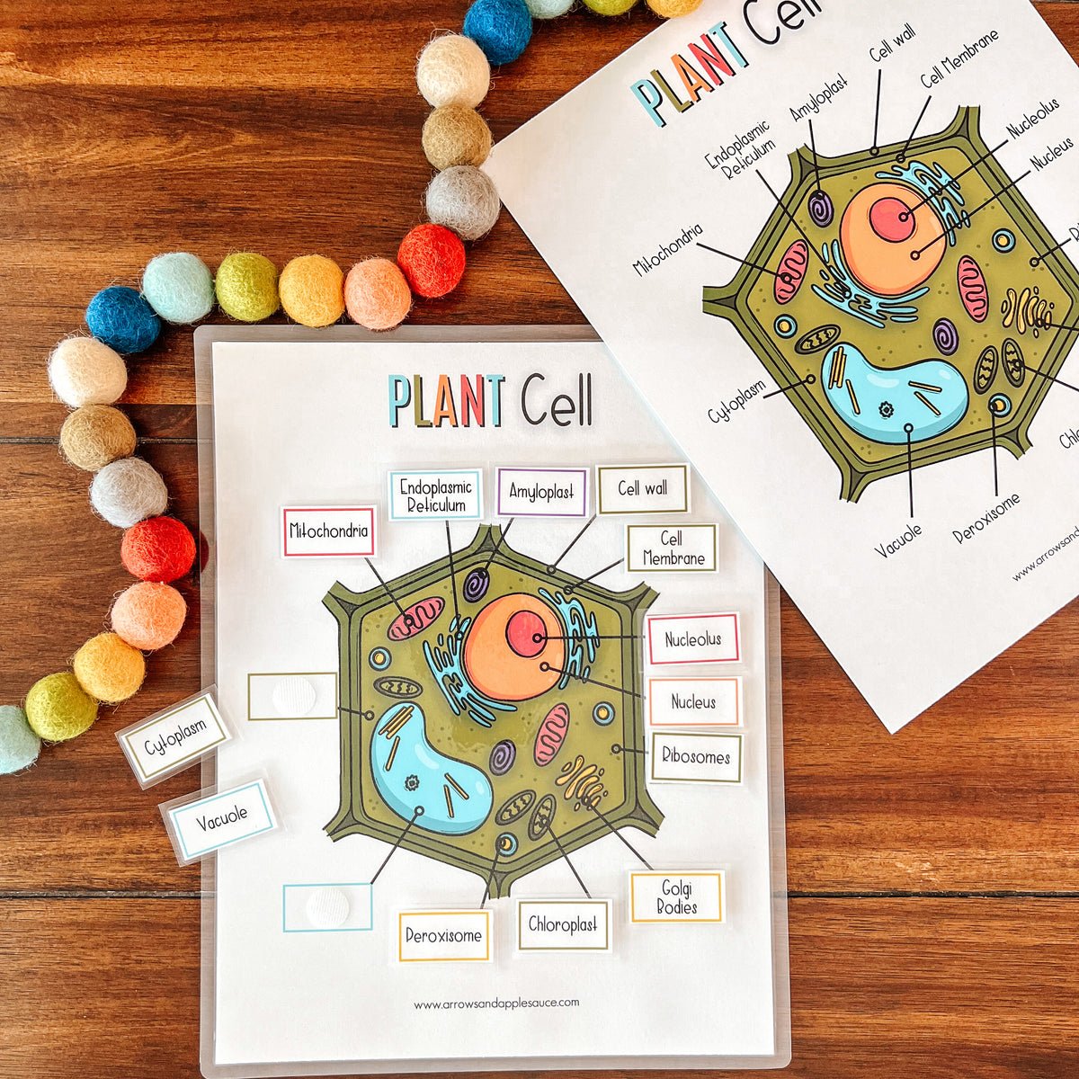 Plant Cell Printable Activity Set – Arrows And Applesauce