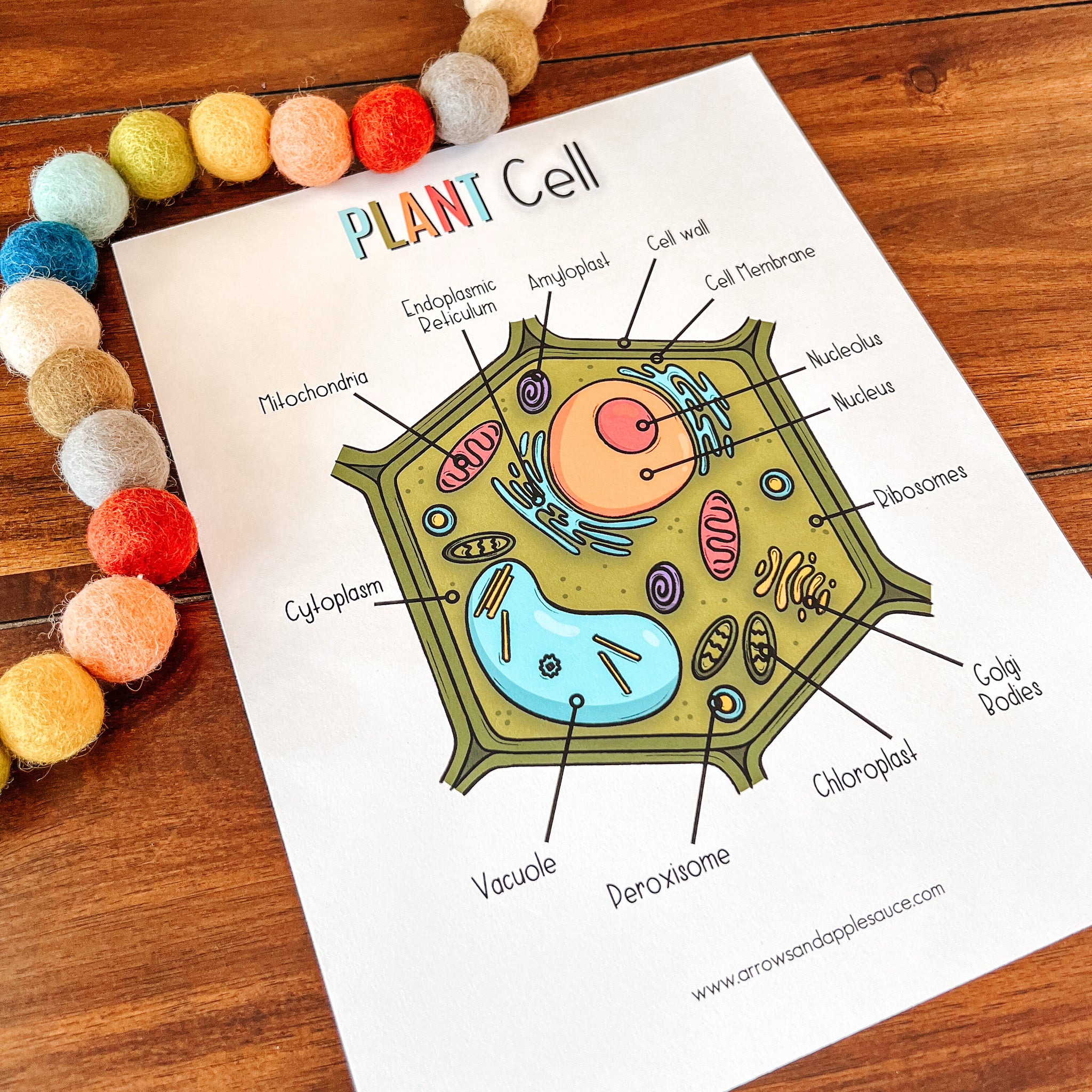 Plant Cell Printable Activity Set – Arrows And Applesauce Plant Cell Printable Activity Set – Arrows And Applesauce