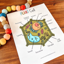 Load image into Gallery viewer, Plant Cell Printable Activity Set
