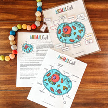 Load image into Gallery viewer, Animal Cell Printable Activity Set
