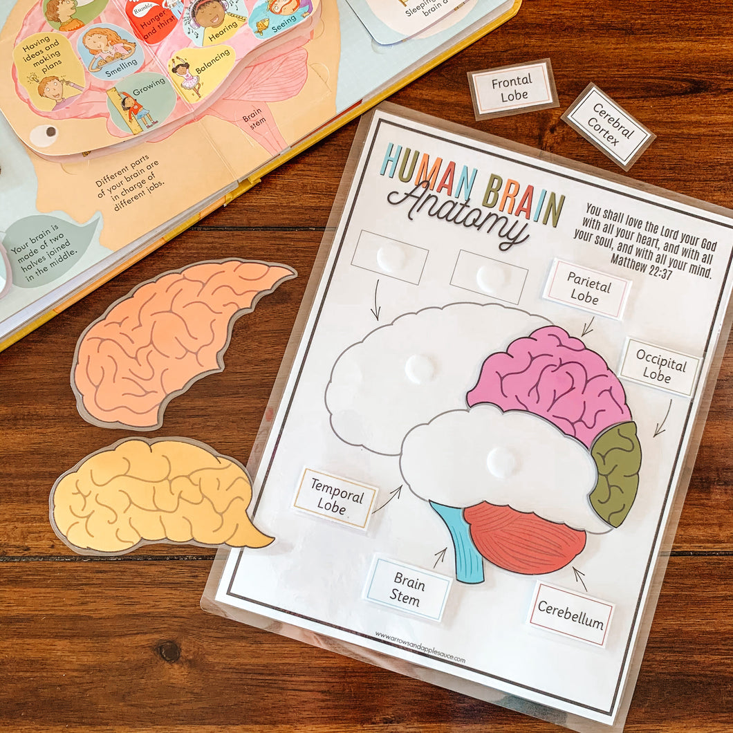 Human Brain Anatomy Printable Puzzle