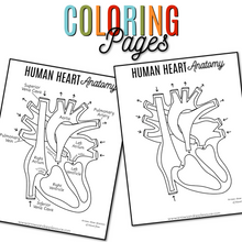 Load image into Gallery viewer, Human Heart Anatomy Printable Activities
