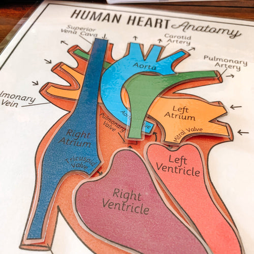 Human Heart Anatomy Printable Activity & Vocabulary - Arrows And Applesauce