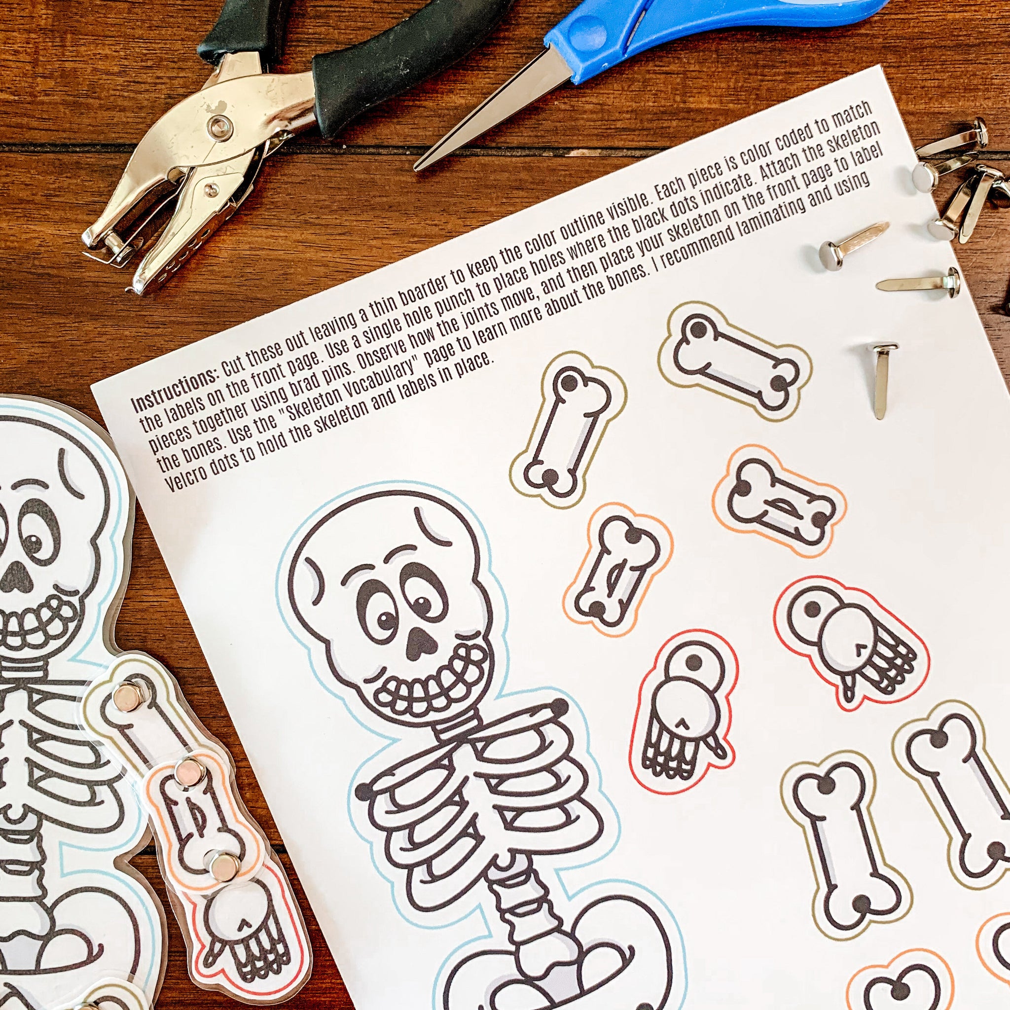 Skeleton Anatomy Printable Activity – Arrows And Applesauce