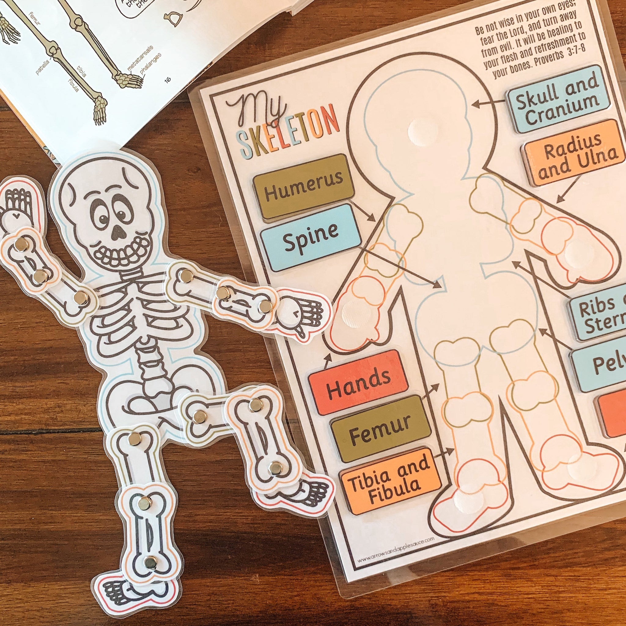 Skeleton Anatomy Printable Activity – Arrows And Applesauce