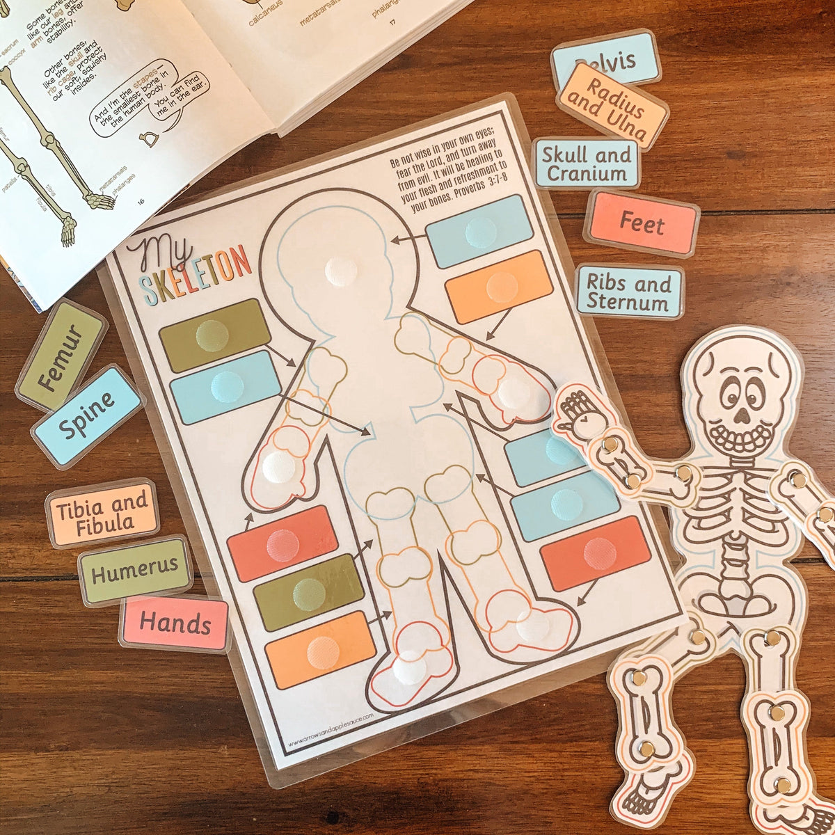 Skeleton Anatomy Printable Activity – Arrows And Applesauce